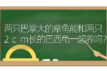 两只巴掌大的草龟能和两只2cm长的巴西龟一起养吗？