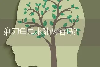 剃刀龟是水陆两栖吗？