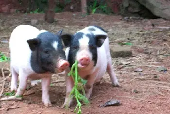 巴马香猪饲养技术