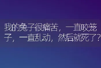 我的兔子很痛苦，一直咬笼子，一直乱动，然后就死了？