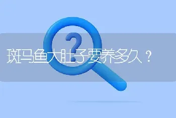 斑马鱼大肚子要养多久？