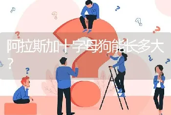 阿拉斯加十字母狗能长多大？