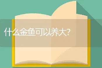 什么金鱼可以养大？