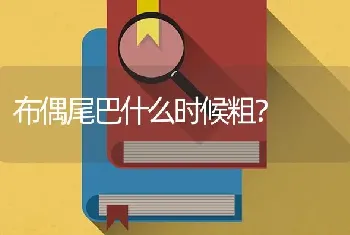 详细介绍一下比熊？