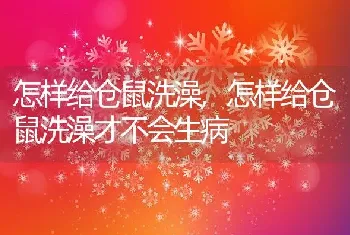 怎样给仓鼠洗澡，怎样给仓鼠洗澡才不会生病