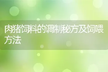 肉猪饲料的调制秘方及饲喂方法