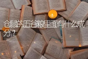 仓鼠的五谷粮里面有什么成分？