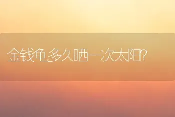 金钱龟多久晒一次太阳？