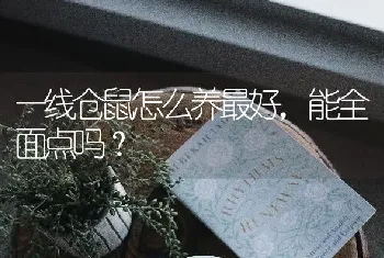 一线仓鼠怎么养最好，能全面点吗？