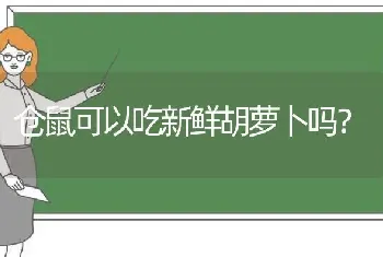 仓鼠可以吃新鲜胡萝卜吗？