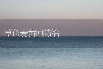 草鱼麦黄瘟防治