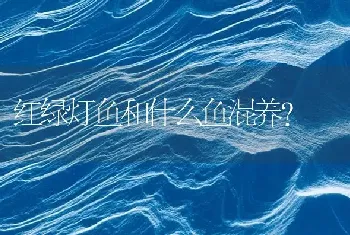 红绿灯鱼和什么鱼混养？