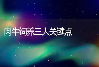 肉牛饲养三大关键点