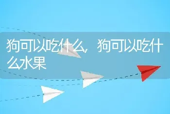 狗可以吃什么，狗可以吃什么水果