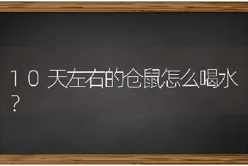 10天左右的仓鼠怎么喝水？