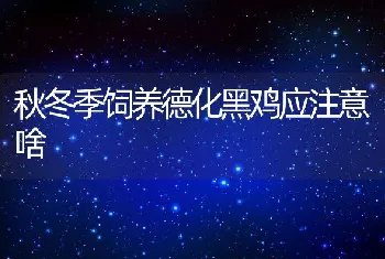 秋冬季饲养德化黑鸡应注意啥