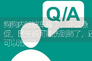 狗狗内脏被车撞了，呼吸急促，医生说可能伤到肺了，还可以治吗？