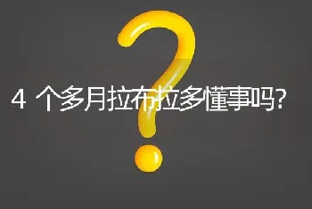 4个多月拉布拉多懂事吗？