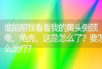 谁能帮我看看我的黄头侧颈龟，龟壳，这是怎么了？要怎么治疗？