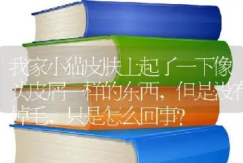 我家小猫皮肤上起了一下像头皮屑一样的东西，但是没有掉毛，只是怎么回事？