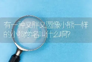 有一种又胖又圆像小熊一样的小狗学名叫什么啊？