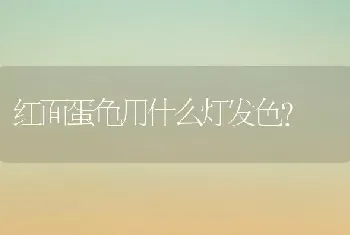 红面蛋龟用什么灯发色？