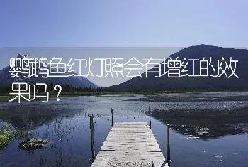 鹦鹉鱼红灯照会有增红的效果吗？