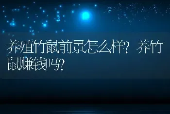 养殖竹鼠前景怎么样？养竹鼠赚钱吗？