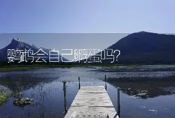 鹦鹉会自己孵蛋吗？