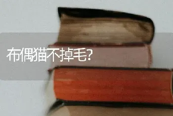 布偶猫不掉毛？