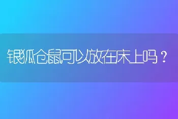 银狐仓鼠可以放在床上吗？