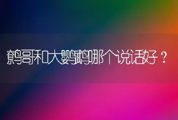 鹩哥和大鹦鹉哪个说话好？