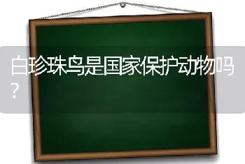 白珍珠鸟是国家保护动物吗？