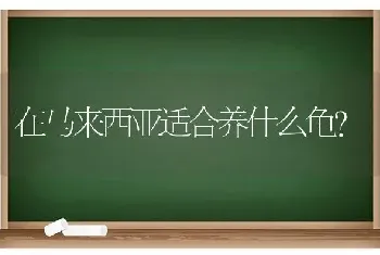 在马来西亚适合养什么龟？