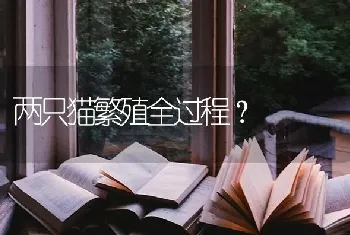 两只猫繁殖全过程？