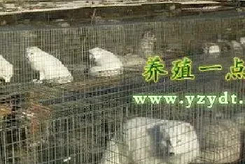 敢为人先养殖狐狸闯富路