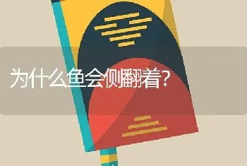 为什么鱼会侧翻着？