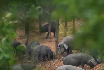 黑猪养殖基地 黑猪养殖技术