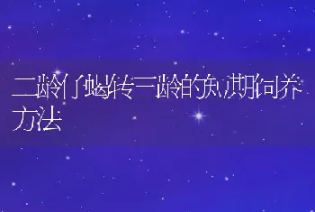 二龄仔蝎转三龄的短期饲养方法