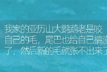 我家的亚历山大鹦鹉老是咬自己的毛，尾巴也给自己搞没了，然后新的毛就张不出来了，怎么办啊，还很凶？