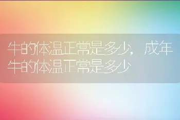 牛的体温正常是多少，成年牛的体温正常是多少