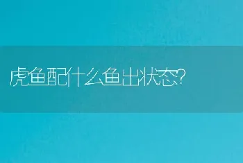 虎鱼配什么鱼出状态？