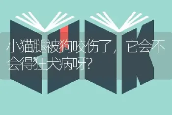 小猫腿被狗咬伤了，它会不会得狂犬病呀？