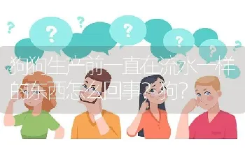 狗狗生产前一直在流水一样的东西怎么回事？狗？