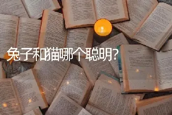 兔子和猫哪个聪明？