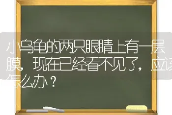 小乌龟的两只眼睛上有一层膜，现在已经看不见了，应该怎么办？