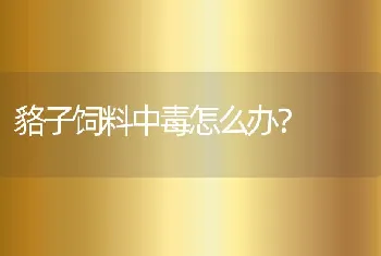 貉子饲料中毒怎么办？