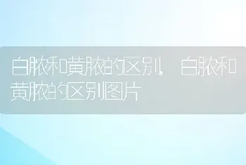 白脓和黄脓的区别，白脓和黄脓的区别图片