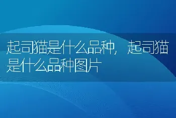 起司猫是什么品种，起司猫是什么品种图片