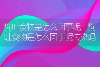 狗吐食物是怎么回事呢，狗吐食物是怎么回事呢传染吗